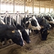 Shiga toxin-producing E. coli in cattle
